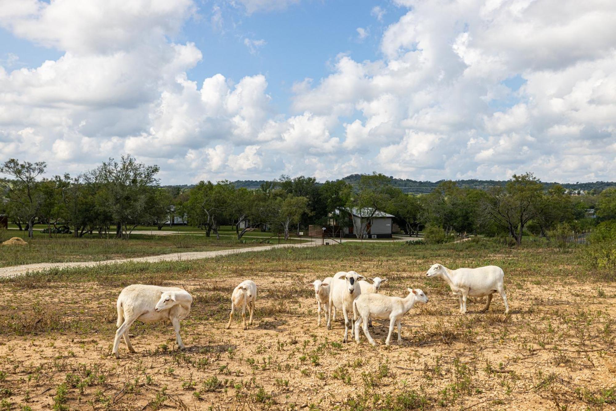 Sage: Peaceful Hill Country Retreat With Hot-Tub! Villa เฟรเดอริกส์เบิร์ก ภายนอก รูปภาพ